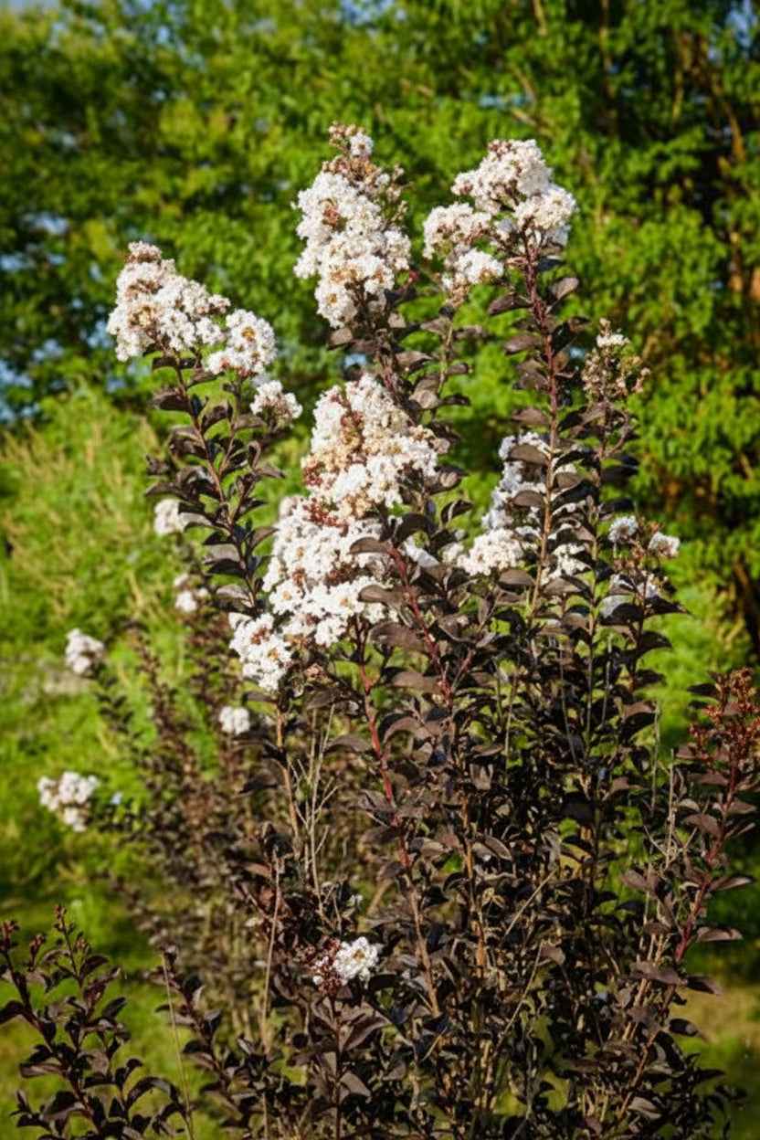 Kínai selyemmirtusz - Lagerstroemia indica 'Black Diamond Blush'