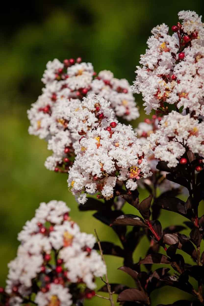 Kínai selyemmirtusz - Lagerstroemia indica 'Black Diamond Blush'