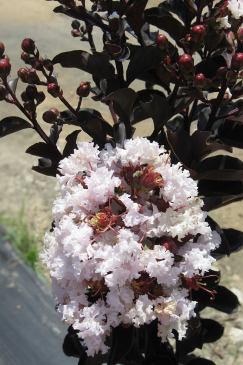 Kínai selyemmirtusz - Lagerstroemia indica 'Black Diamond Blush'