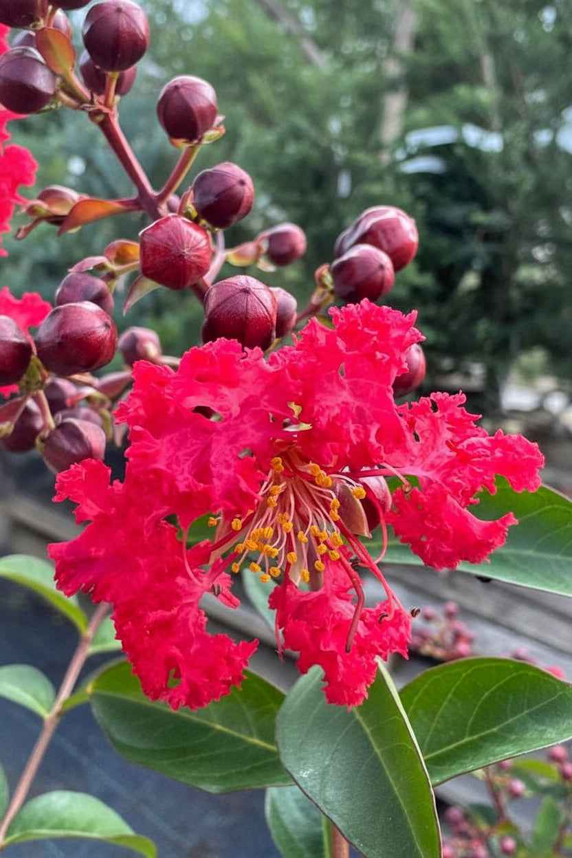 Kínai selyemmirtusz - Lagerstroemia indica 'Red Rocket'