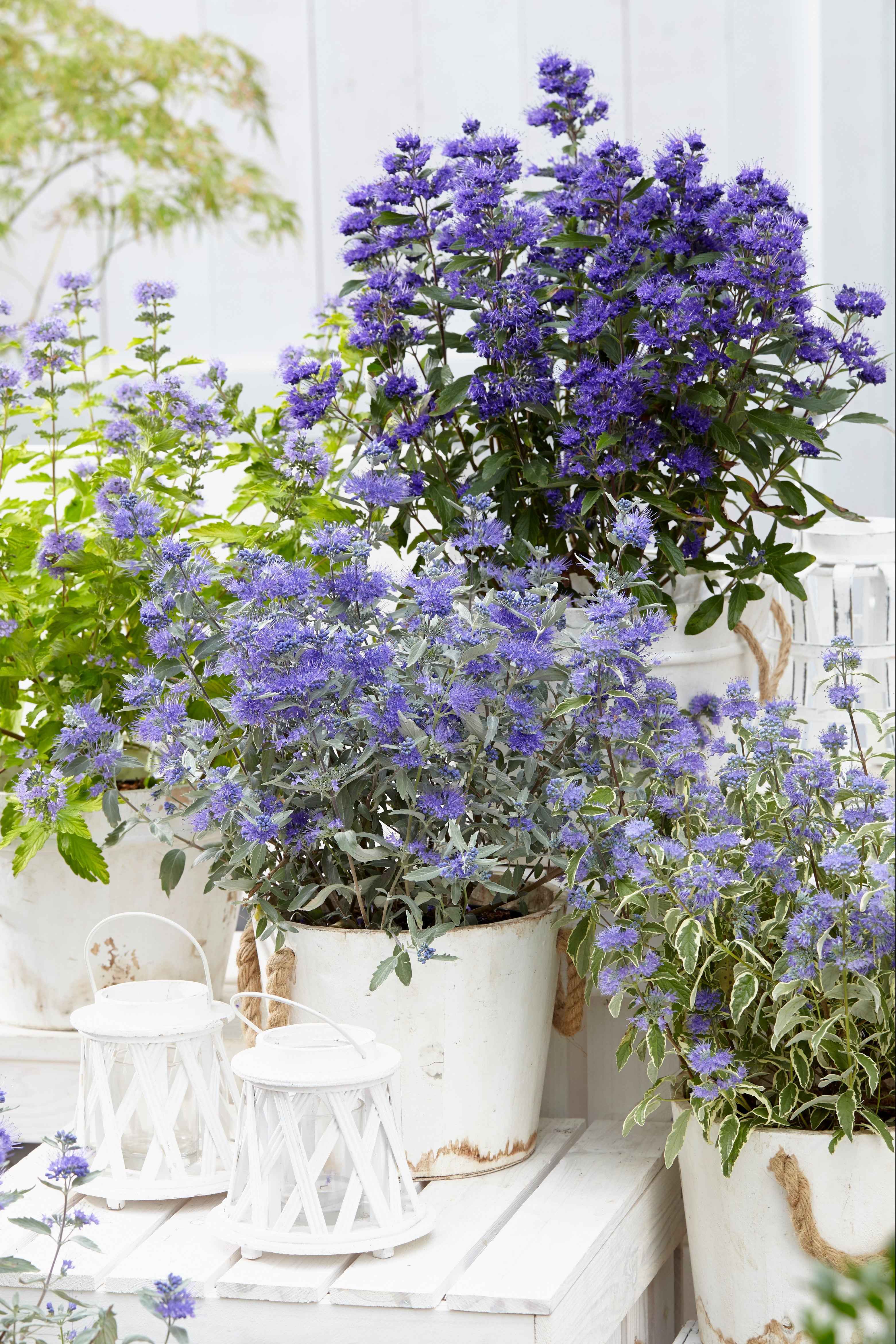 Caryopteris clandonensis 'Grand Bleu' - Angol kékszakáll