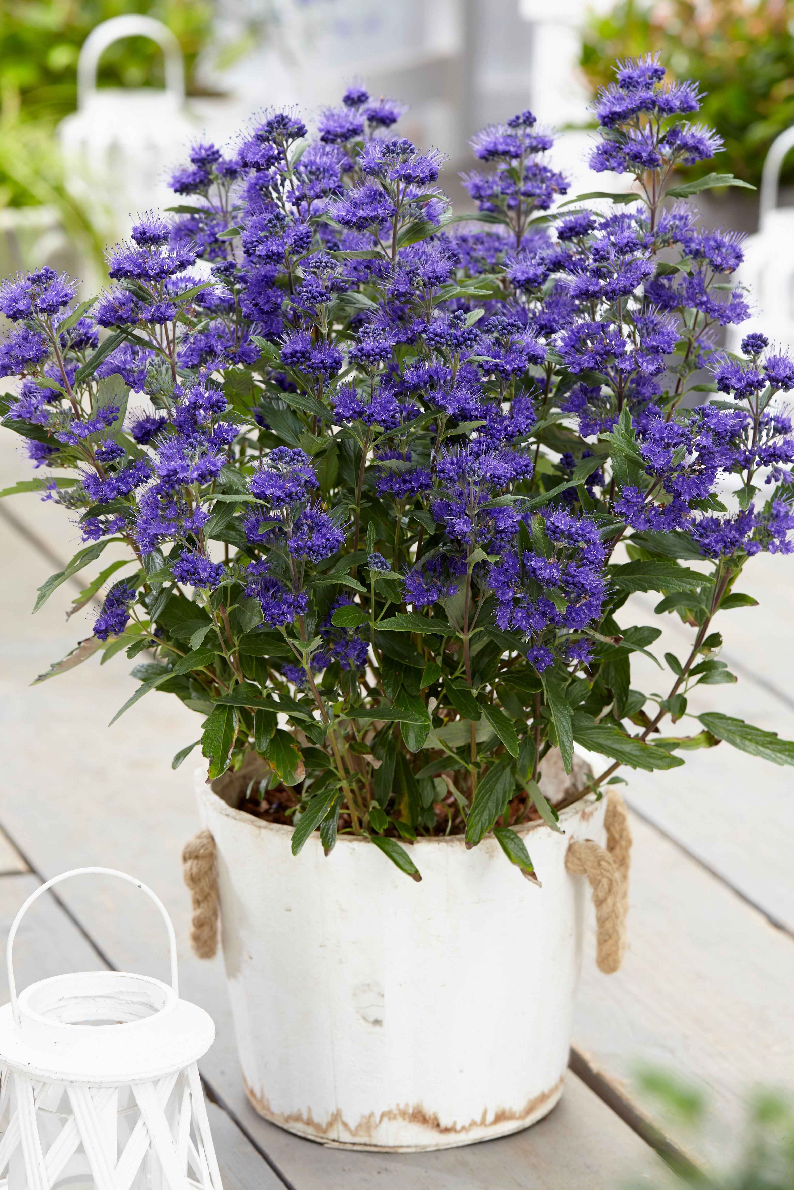 Caryopteris clandonensis 'Grand Bleu' - Angol kékszakáll