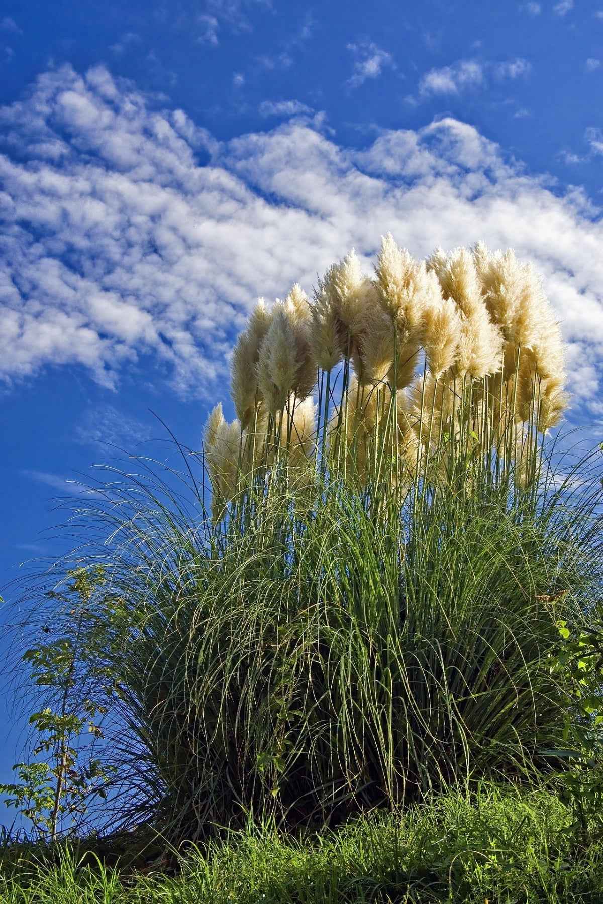 Pampafű - Cortaderia selloana "White Plume"