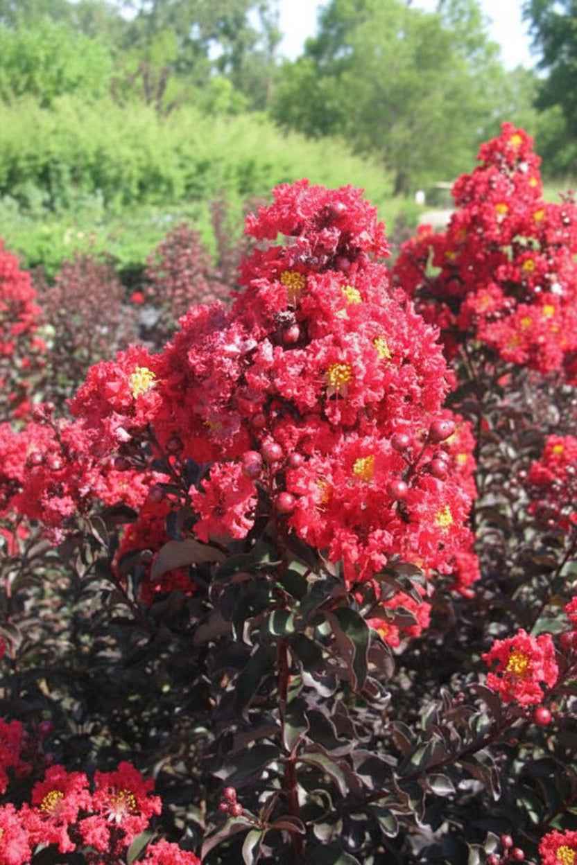 Kínai selyemmirtusz - Lagerstroemia indica 'Black Diamond Crimson Red'