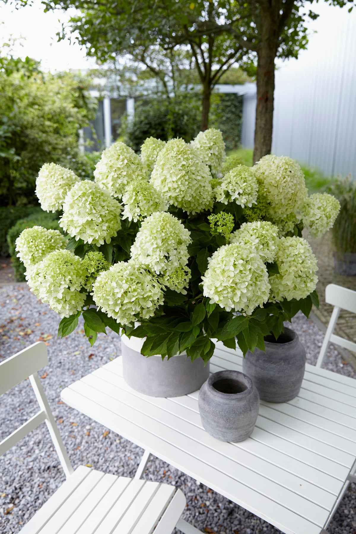 Hortenzia Bugás - Hydrangea paniculata "Little Spooky"