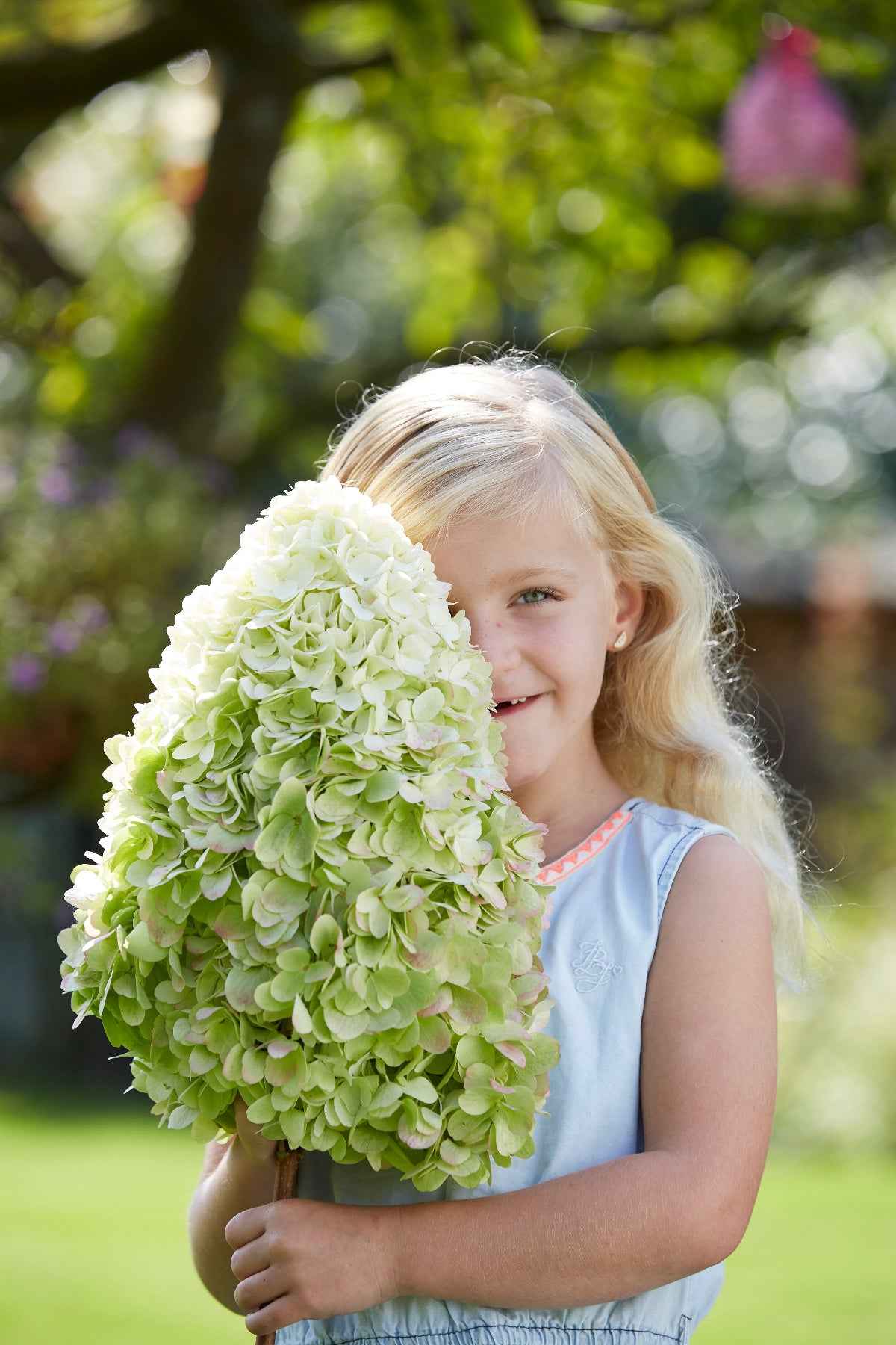Hortenzia Bugás - Hydrangea paniculata "Hercules"