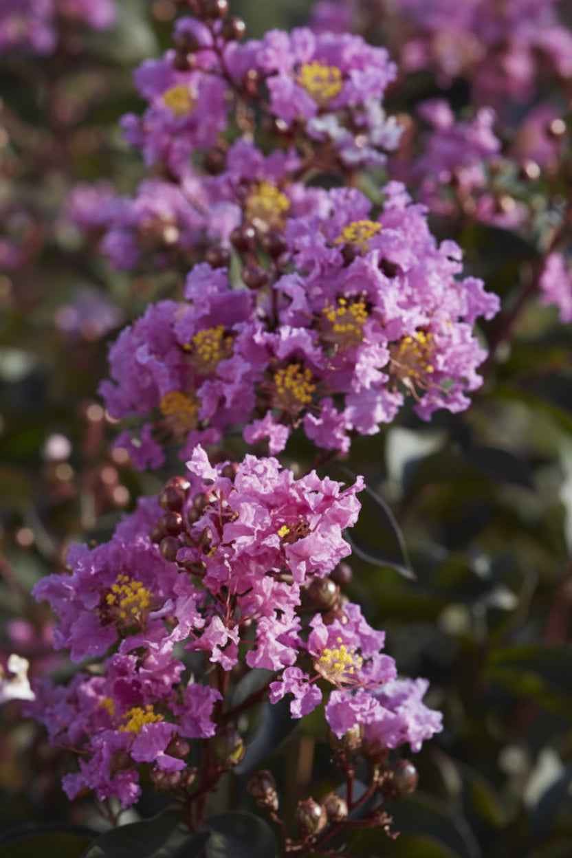 Kínai selyemmirtusz - Lagerstroemia indica 'Black Diamond Lavander Lace'