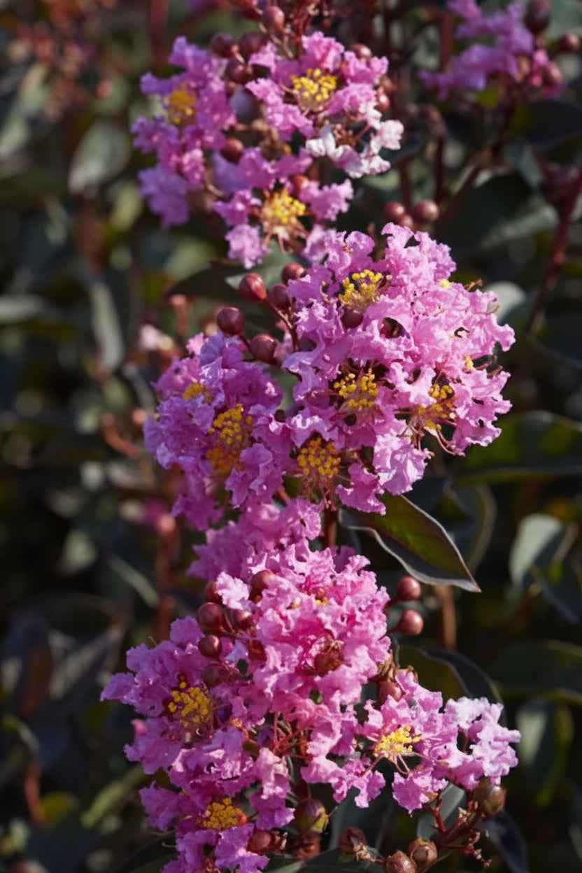 Kínai selyemmirtusz - Lagerstroemia indica 'Black Diamond Lavander Lace'