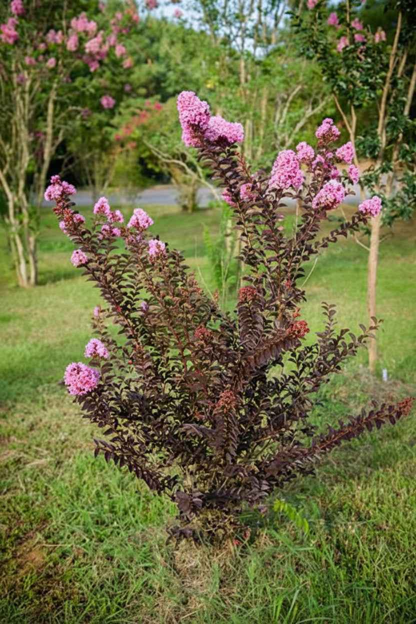 Kínai selyemmirtusz - Lagerstroemia indica 'Black Diamond Lavander Lace'