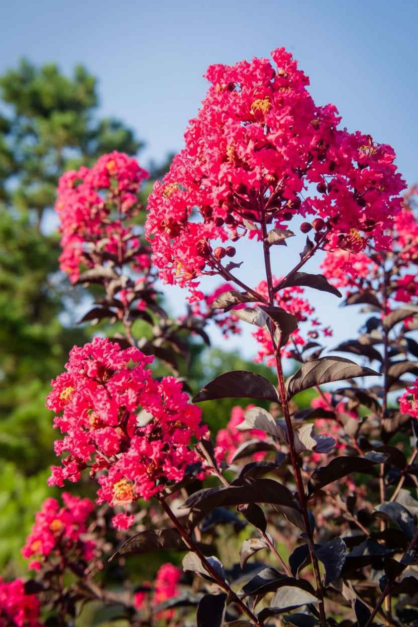 Kínai selyemmirtusz - Lagerstroemia indica 'Black Diamond Mystic Magenta'