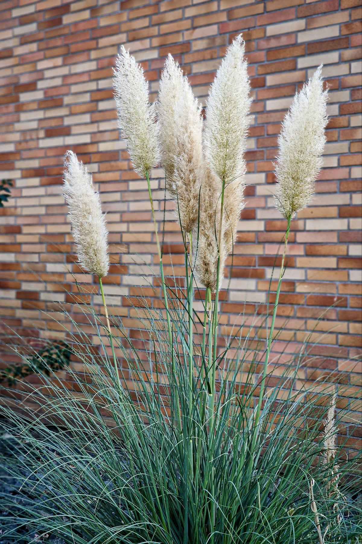 Pampafű - Cortaderia selloana "White Plume"