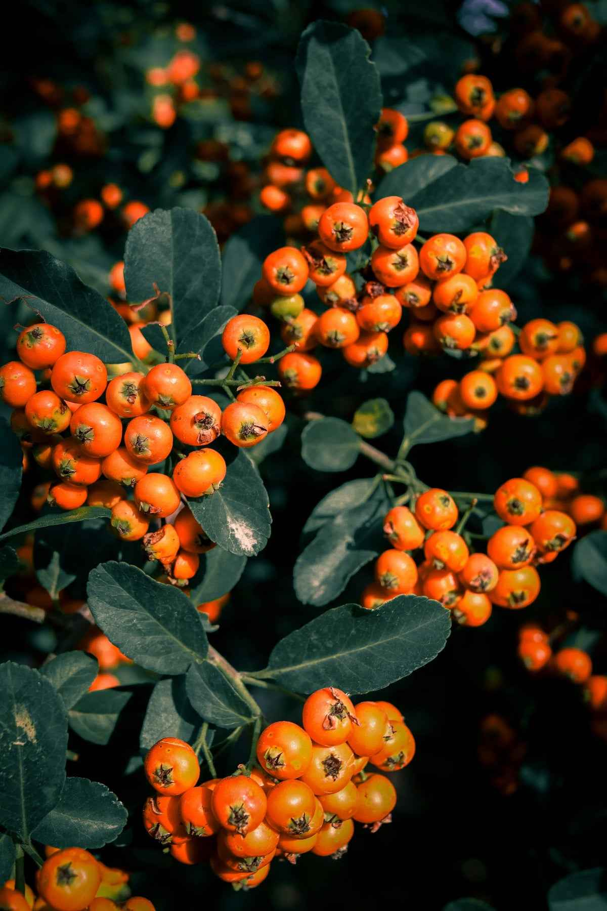 Tűztövis - Pyracantha 'Teton'