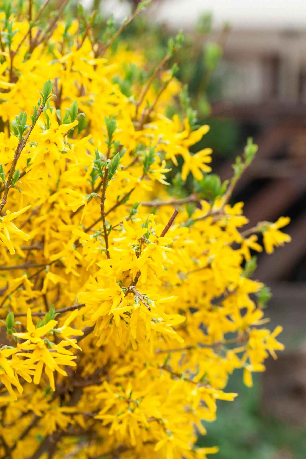Aranyfa - Forsythia x intermedia
