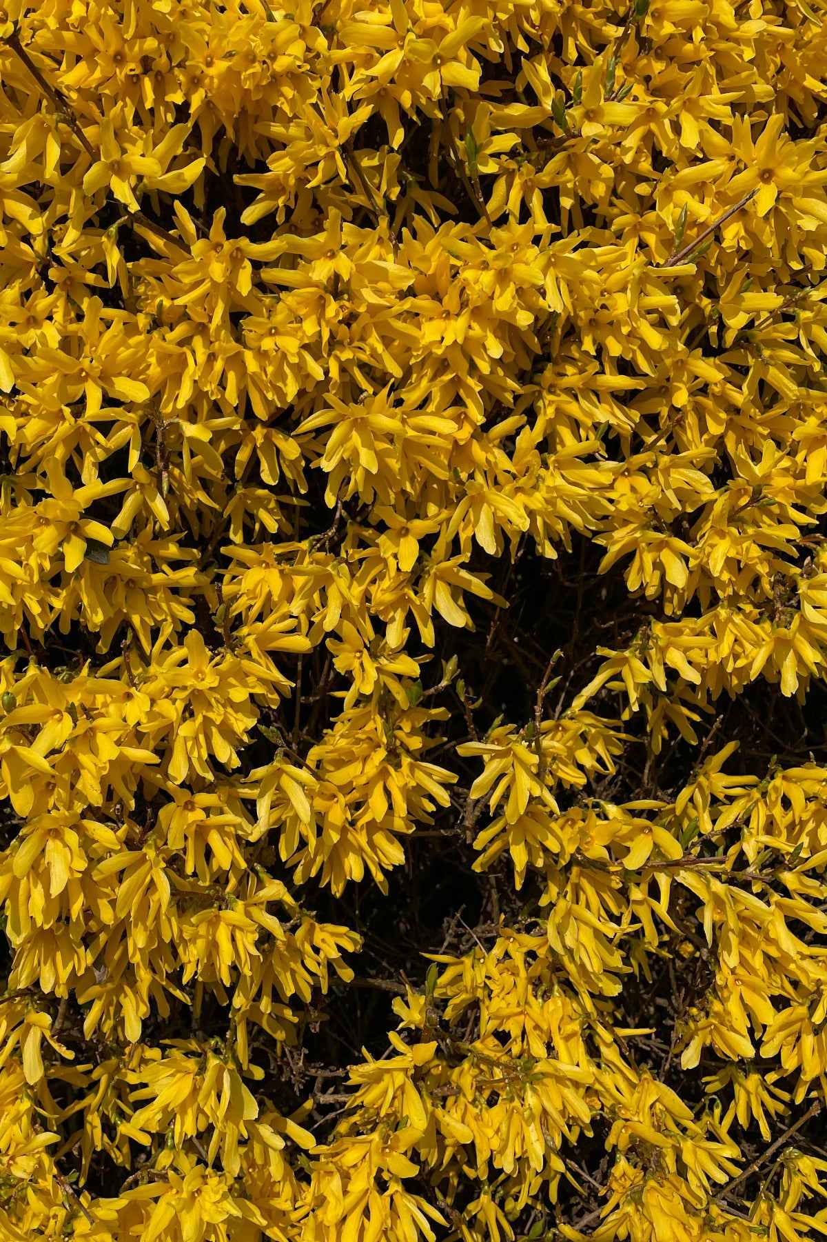 Aranyfa - Forsythia x intermedia