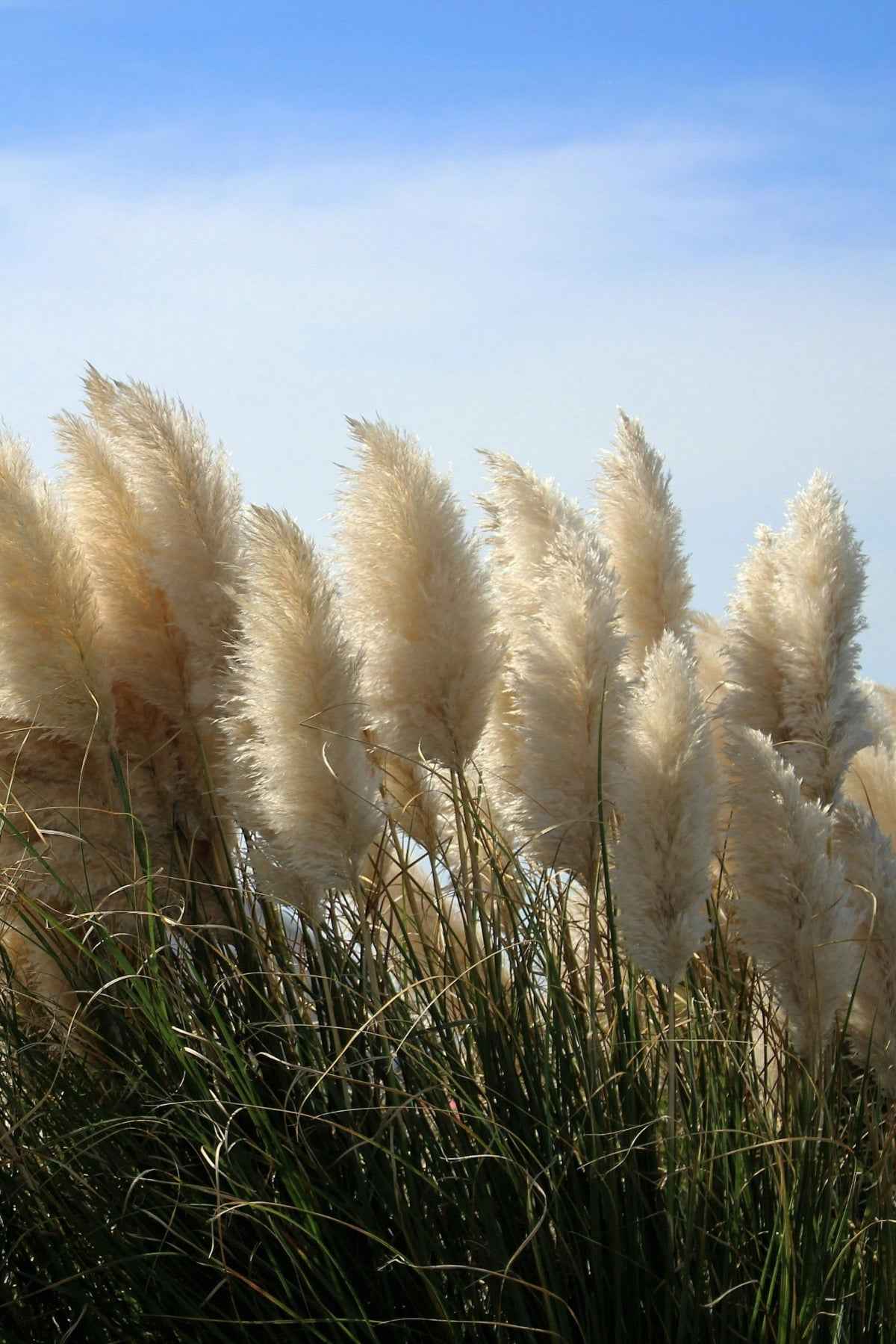 Pampafű - Cortaderia selloana "White Plume"