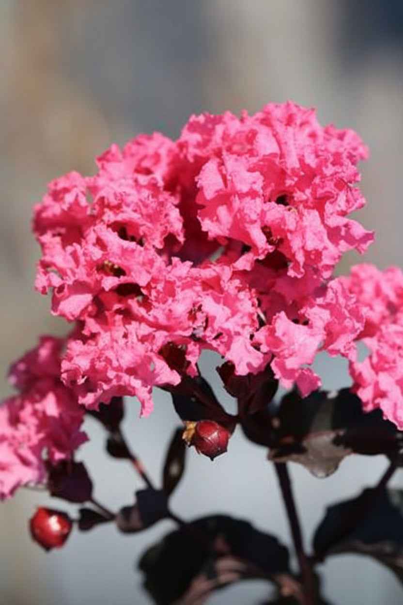 Kínai selyemmirtusz - Lagerstroemia indica 'Black Diamond Shell Pink'