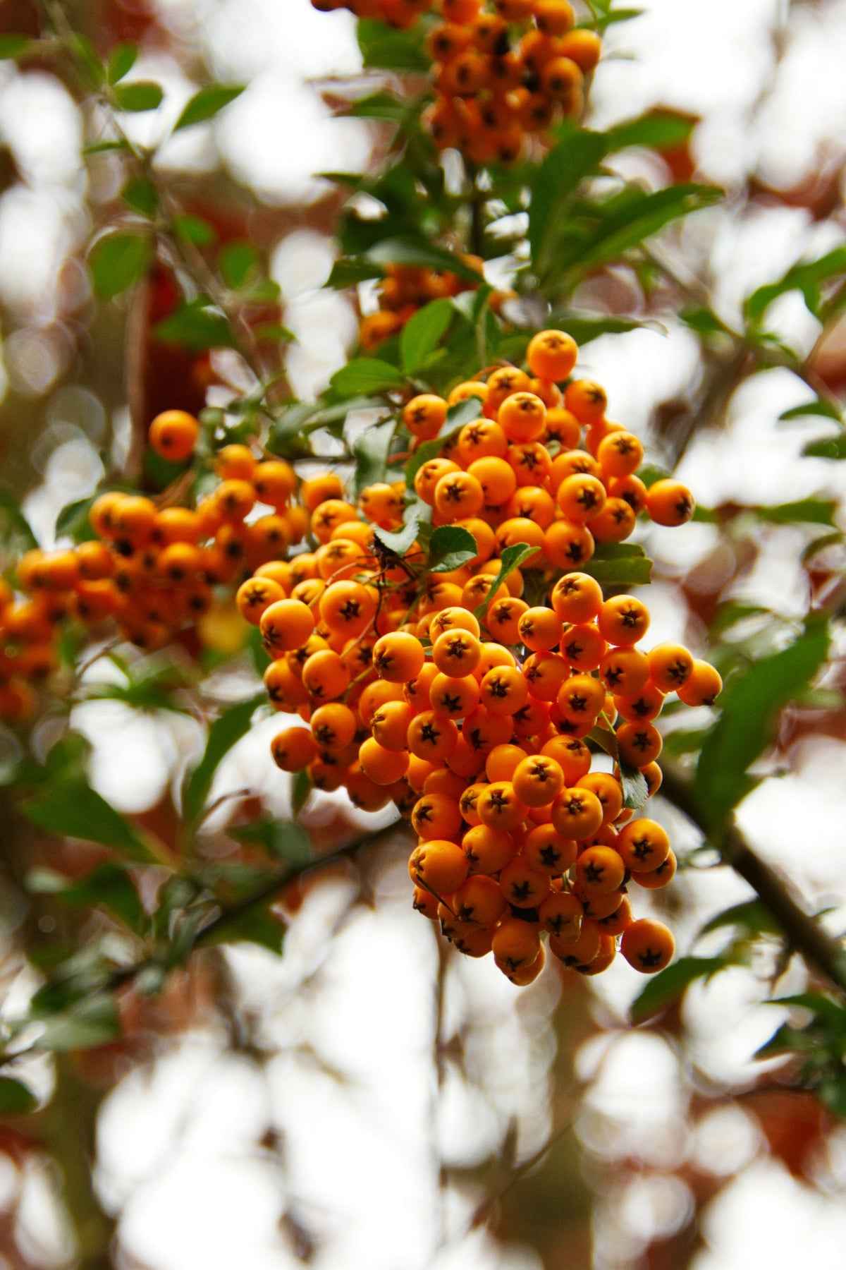 Tűztövis - Pyracantha 'Teton'