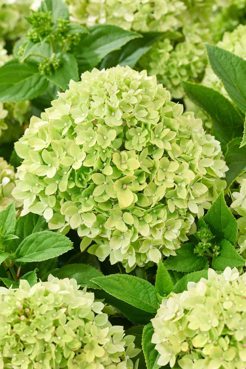 Hydrangea paniculata 'Living Little Apple®'