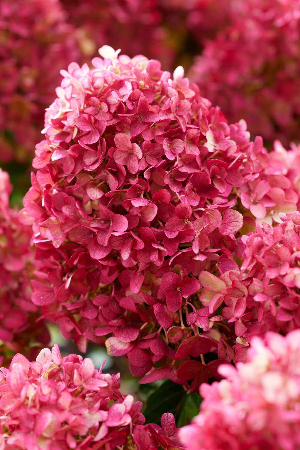 Hydrangea paniculata 'Living Little Rosy®'