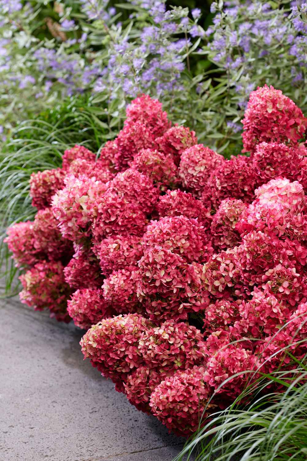 Hydrangea paniculata 'Living Little Rosy®'