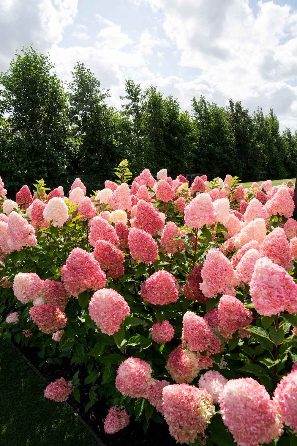 Hydrangea paniculata 'Living Pink & Rose®'